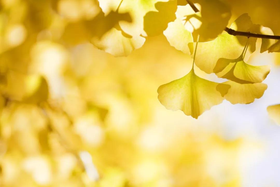 1634267932360176.jpg 10.jpg