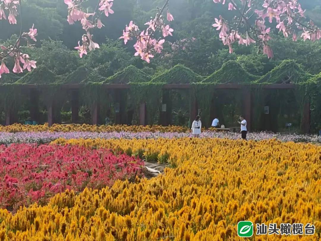 1634524429129826.jpg 1.jpg