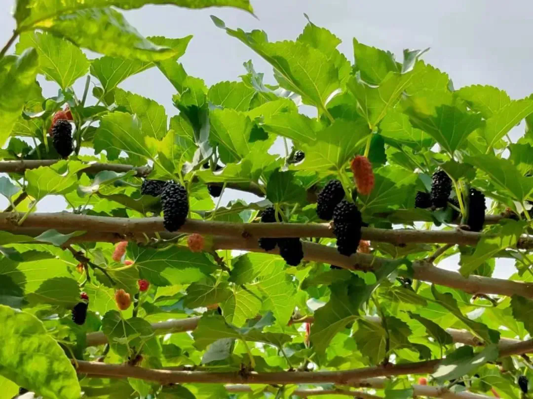 1743990904649834.png 640.webp (4).png