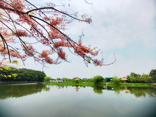 1767923516399347.png 55555555555555555555.png